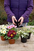 Planter un cadeau de fête des mères de Primula à fleurs simples mixtes et Hedera panaché