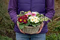 Cadeau de fête des mères de Primula à fleurs simples mixtes et Hedera panaché