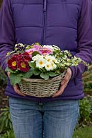 Cadeau de fête des mères de Primula à fleurs simples mixtes et Hedera panaché