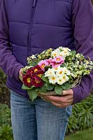 Cadeau de fête des mères de Primula à fleurs simples mixtes et Hedera panaché