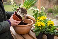 Plantation en pot étape par étape de Narcisse 'Bridal Crown' et Primula veris