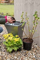 Pot étape par étape de Ribes sanguineum 'Elkington's White' et Primula veris 'Schlusselblume'