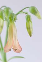Fleur de Bryophyllum