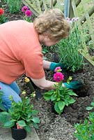 Femme plantant un nouveau parterre de fleurs avec des dahlias et des argyranthemums, en prenant soin de conserver une croissance racinaire saine