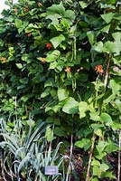 Phaseolus - Haricots verts avec Allium porrum - Poireau 'Musselburgh'