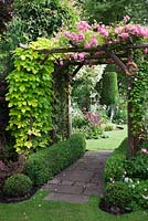 Arc couvert de Rosa 'Super Fairy', Clematis 'Josephine' et Humulus lupulus 'Aureus' avec parterres de fleurs Buxus et boules Buxus - Golden Hop - Garden Neighbors