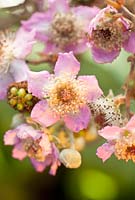 Rubus fruiticosus - Fleurs de mûre