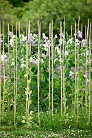Lathyrus odoratus - Spencer Sweet Peas lié au support de canne en bambou. Lathyrus odoratus 'Zillah Harrod', 'Karen Louise' et 'White Frills '.