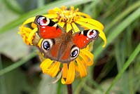 Inachis io - Papillon paon sur fleur de Ligularia dentata