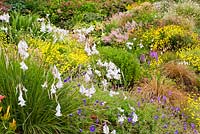 Dierama 'Guinevere', Hemerocallis 'Pink Damask', Geranium 'Orion' et Anthemis tinctoria nain forment au-delà - Wildside garden