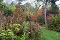 Vue de Bluebell Arboretum - Taxodium ascendens 'Nutans' et Cornus alba 'Sibirica'