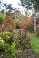 Vue de Bluebell Arboretum - Taxodium ascendens 'Nutans' et Cornus alba 'Sibirica'