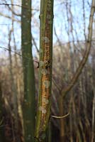 Chalara fraxinus - Infection de dépérissement des cendres sur les jeunes arbres s'étendant de haut en bas du tronc à partir du point d'infection