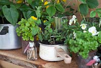 Herbes en pots - Détail de la merveilleuse médecine de George, conçu par l'école primaire Burlish Park, Malvern Spring Gardening Show 2012