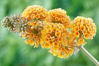 Buddleja x weyeriana