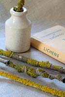 Un livre d'observateurs de lichens, vieux pot et brindilles avec lichen sur lin