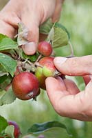 Éclaircir les fruits en développement sur le pommier pour permettre aux autres de grandir