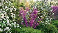 Viburnum carlesii avec Cercis chinensis 'Don Egolf' - Chanticleer Garden, PA, USA