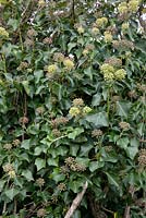 Hedera - Ivy anglais montrant le feuillage adulte, feuilles non lobées