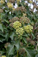 Hedera - Ivy anglais montrant le feuillage adulte, feuilles non lobées
