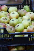 Pommes 'Bramley semis' en caisse de transport prêtes à être triées