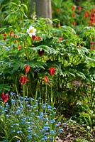 Scarlet Tulipa sprengeri parmi les Paeonia emodi blancs et les Myosotis auto-ensemencés - Forget-me-nots - The Old Rectory
