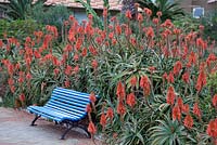 Parterre d'Aloe arborescens contre banc bleu