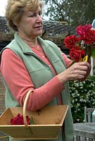 Femme coupant les fleurs fanées de Rosa 'Danse de Feu' pour encourager la floraison