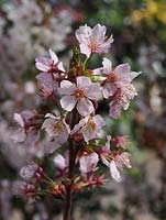 Prunus nipponica 'Ruby'