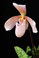 Paphiopedilum Olivia gx orchid - RHS Wisley