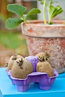 Pommes de terre coupantes Solanum tuberosum 'Marabel' dans une boîte à œufs