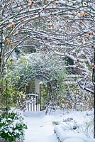 Vue du jardin de la ville formelle avec chemin d'accès à la porte du jardin en hiver avec bordure de boîte et cynorrhodons de Rosa 'Meg' poussant sur l'arche de jardin - Rhadegund House, New Square, Cambridge