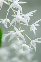 Dendrobium kingianum var. album - Orchidée parfumée