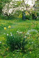 Narcissus poeticus var. recurvus dans un jardin sauvage avec des primevères naturalisées - The Mill House, Little Sampford, Essex