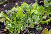 Plantation pas à pas de feuilles de salade orientales 'All Greens Mix', de laitue 'Webbs Wonderful' et de laitue 'Lollo Rossa'