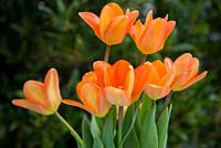 Tulipa 'Empereur Orange'