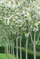 Prunus 'Ukon' - Promenade de cerisier ornemental avec fleur en avril