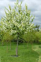 Pruns padus - Jeune arbre avec des nattes pour supprimer les mauvaises herbes en mai, Cambridgeshire