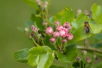 Crataegus - boutons roses de l'aubépine, Cambridgeshire