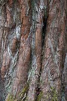 Metasequoia glyptostroboides - Écorce d'arbre séquoia de l'aube