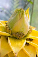 Musa Lasiocarpa - Fleur de bananier nain chinois