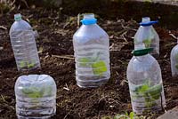 Semis d'automne, plants de Brassica hivernés, plantés au début du printemps sous des bouteilles en plastique recyclé pour la protection contre les intempéries et les parasites