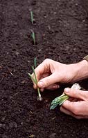 Allium porrum 'Bandit' - Jardinier plantant des plants de poireaux