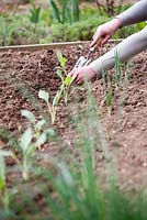 Femme plantant des semis de Brassica oleracea var. gongylodes 'Wiener' en parterre de fleurs surélevé