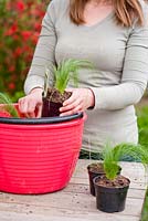 Préparer les jeunes plants de Stipa tenuissima dans des pots en plastique pour les planter en parterre de fleurs en les faisant tremper pendant une heure dans l'eau pour rafraîchir les racines