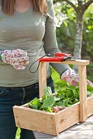 Cueillette d'Urtica dioica - Orties piquantes à utiliser dans les thés, les aliments, les insecticides ou les engrais pour plantes