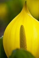 Lyschiton americanum - Chou mouffette jaune