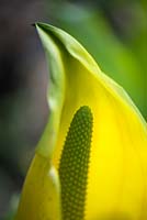 Lyschiton americanum - Chou mouffette jaune