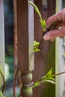 Aider la croissance directionnelle de Humulus lupulus 'Golden Tassels'