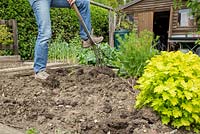 Étape par étape - Planter le trèfle cramoisi, éliminer les mauvaises herbes vivaces et préparer le potager pour la plantation